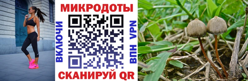 Галлюциногенные грибы Psilocybe  купить  цена  Валдай 